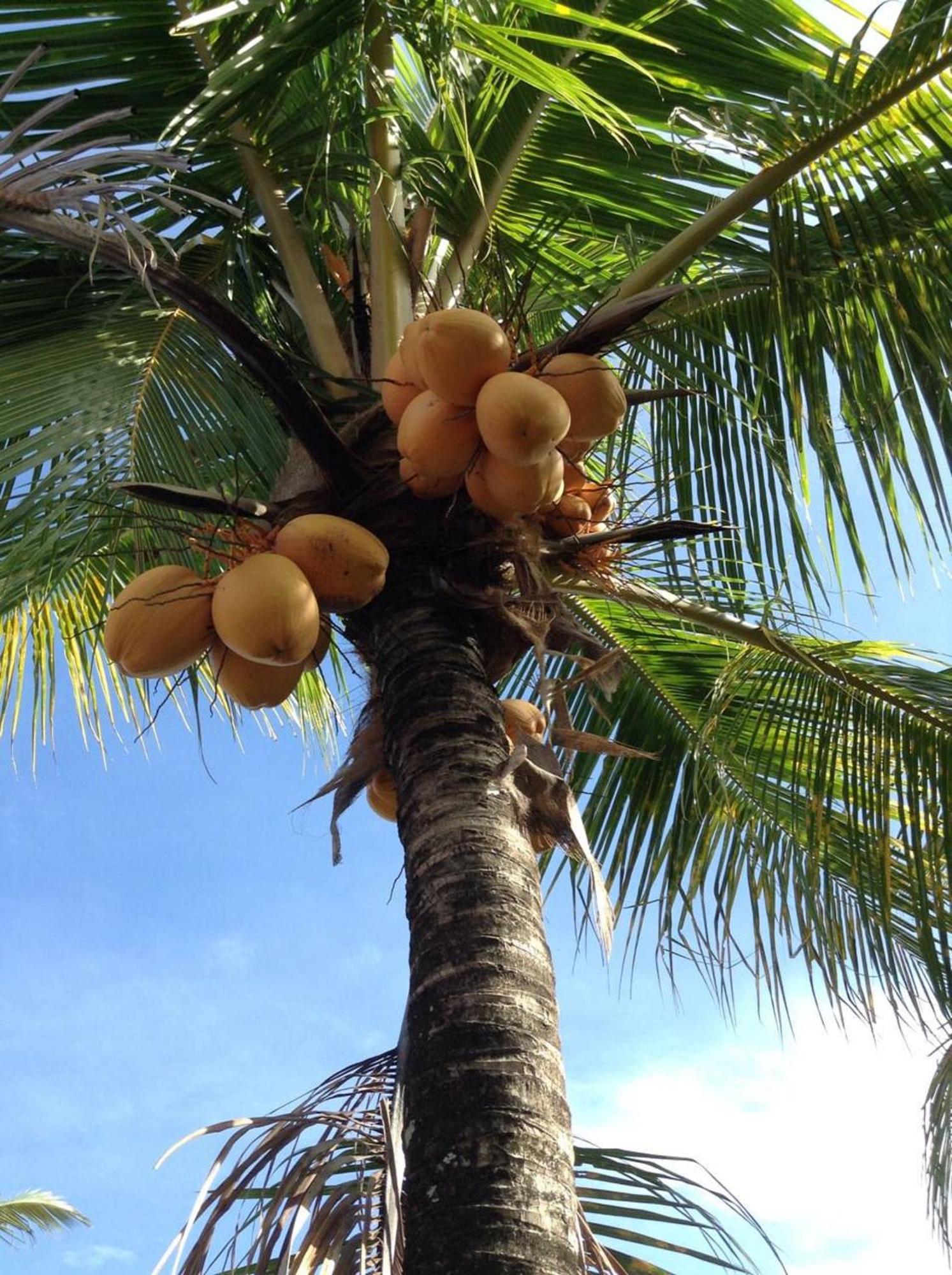 ホテル Lafyu Bali Singaraja エクステリア 写真