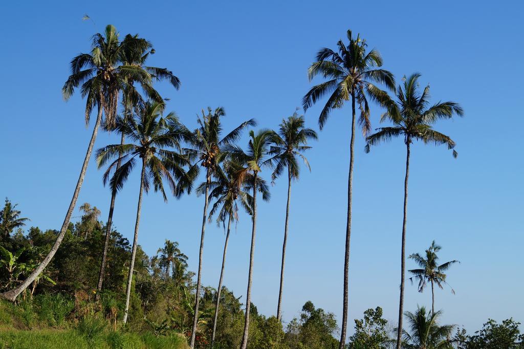 ホテル Lafyu Bali Singaraja エクステリア 写真