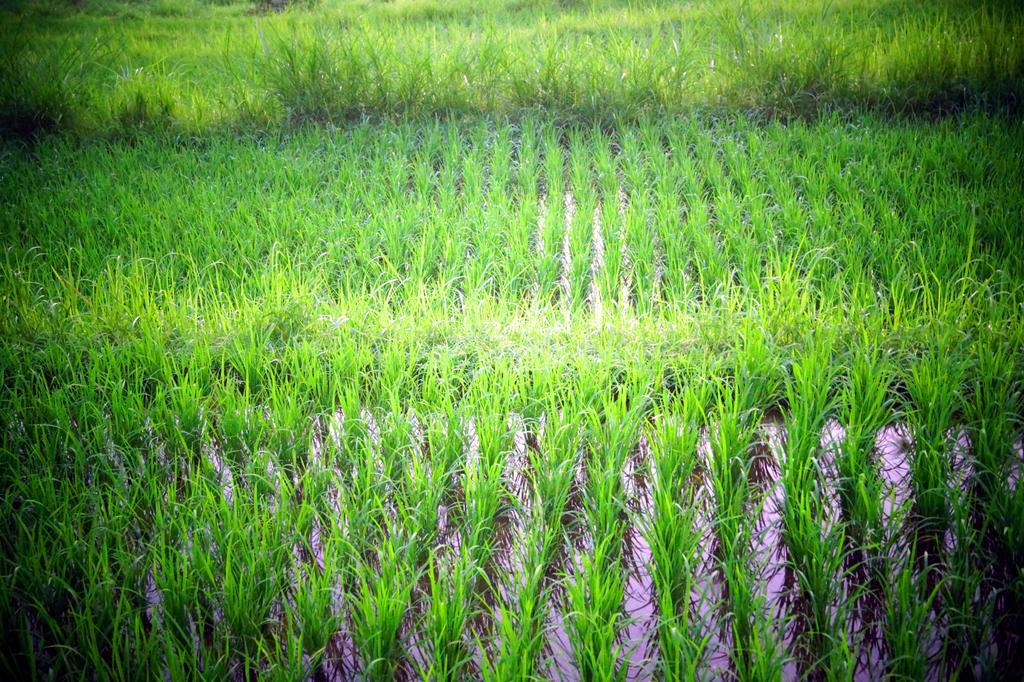 ホテル Lafyu Bali Singaraja エクステリア 写真