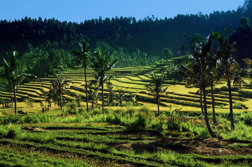 ホテル Lafyu Bali Singaraja エクステリア 写真